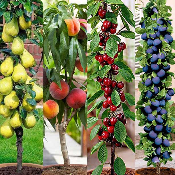 Arbres fruitiers colonnaires