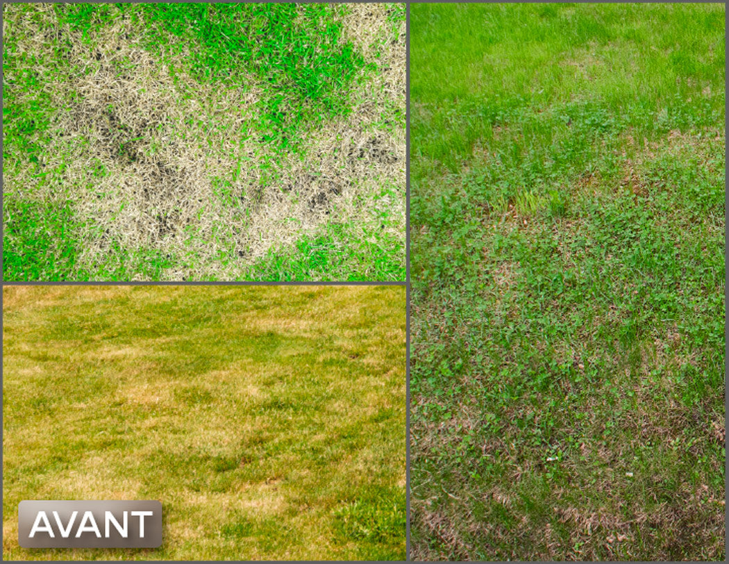 Express Grass Professionnel - 8 scatole + 4 scatole GRATIS per 600 m2