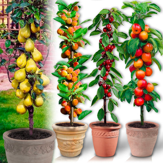 Lot de 4 arbres fruitiers colonnaires - 100 cm - Pour pots et pleine terre (1 poirier, 1 abricotier, 1 cerisier, 1 pommier)