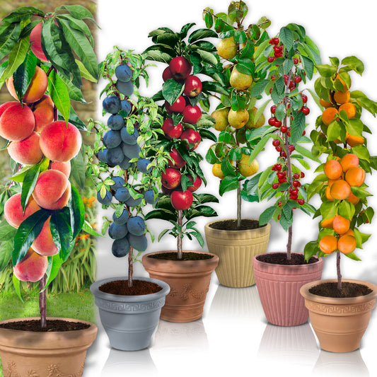 Lot de 6 arbres fruitiers colonnaires - 100 cm - Pour pots et pleine terre (1 poirier, 1 cerisier, 1 pommier, 1 abricotier, 1 prunier, 1 pêcher)