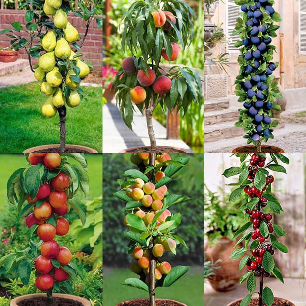 Comment installer un arbre fruitier en colonne ? - M6