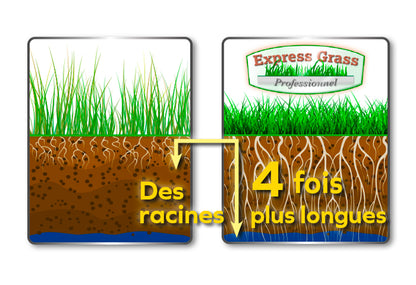 Express Grass Professionnel - 3 boites + 1 boîte GRATUITE pour 200 m2