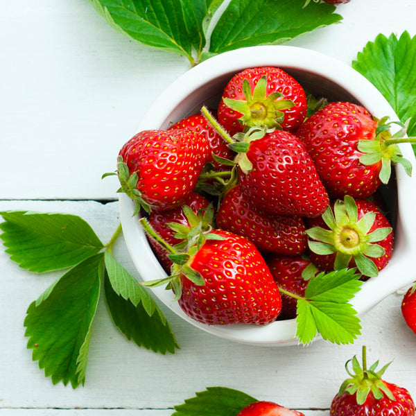 Rote Klettererdbeeren (Packung mit 5 Pflanzen mit Torf)