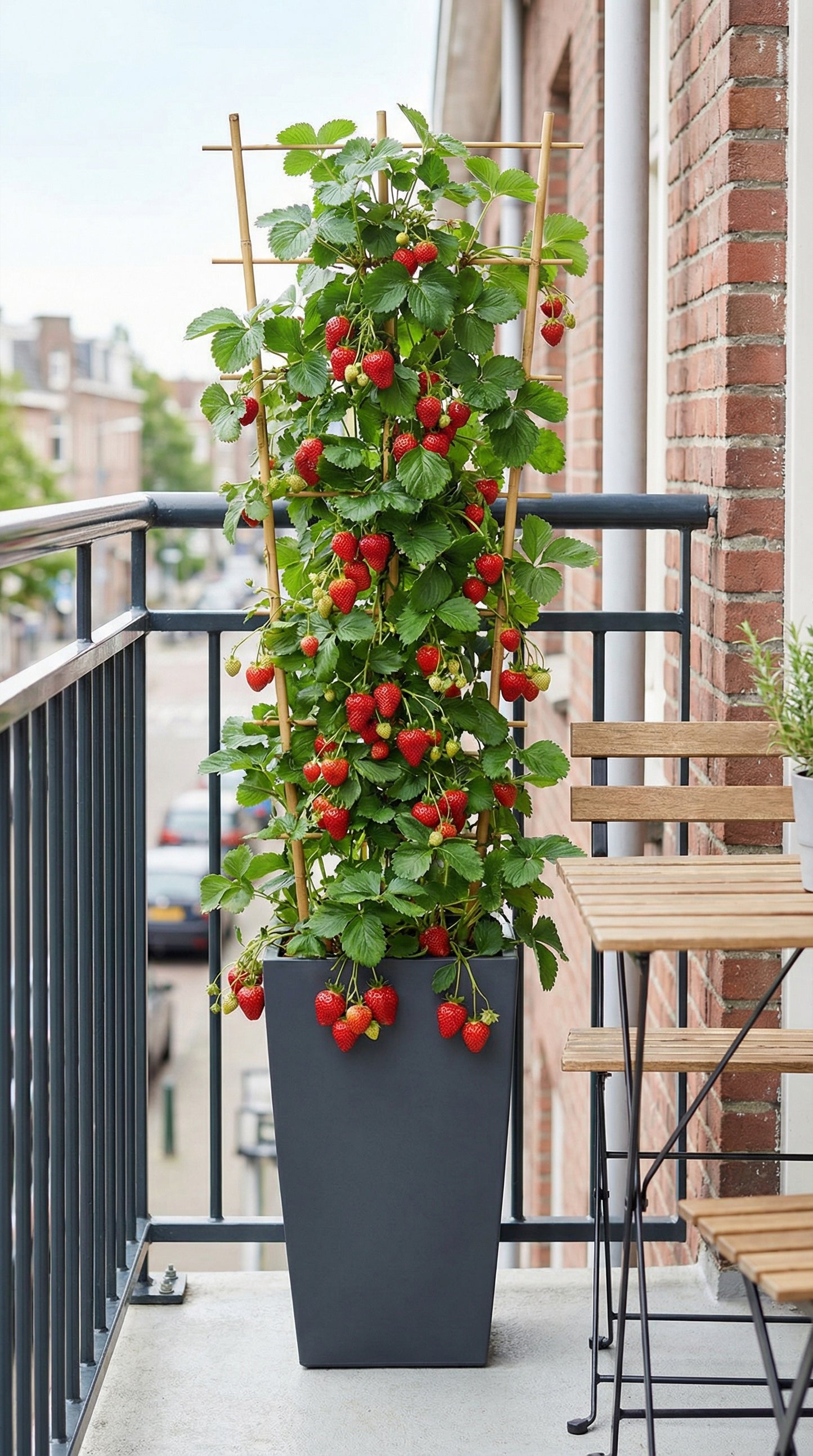 Weiße Klettererdbeeren (Packung mit 10 Pflanzen mit Torf)