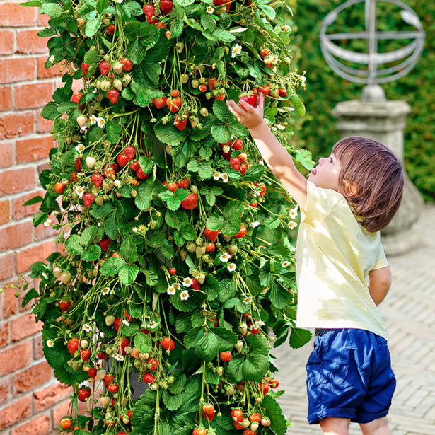 Rote Klettererdbeeren (Packung mit 5 Pflanzen mit Torf)