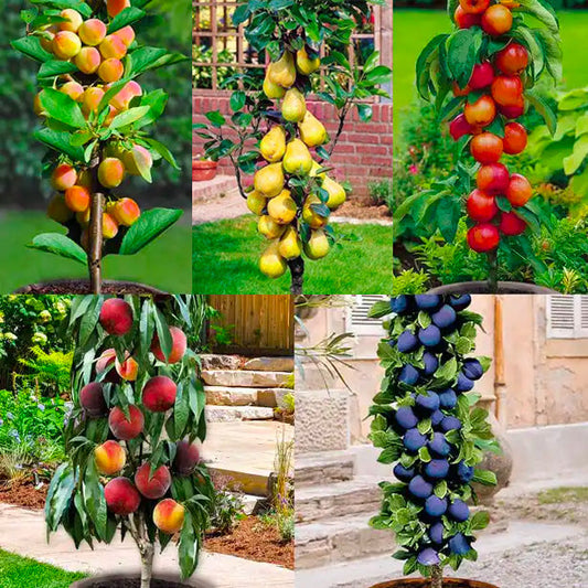 Assortiment composé de 5 arbres fruitiers colonnaires