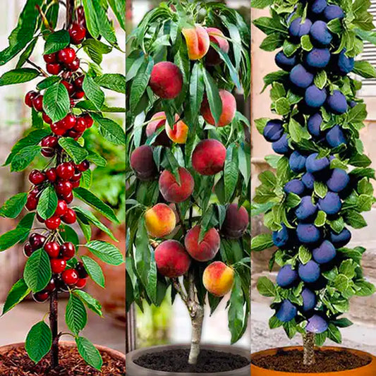 Set de 3 arbres fruitiers colonnaires (1 pêcher, 1 cerisier, 1 prunier)