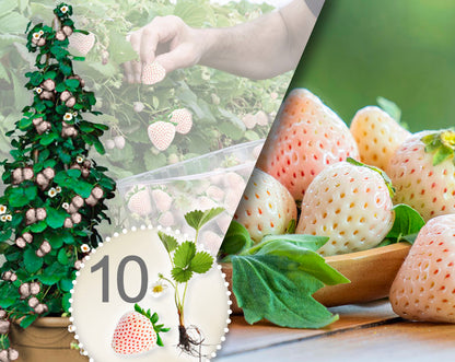 Weiße Klettererdbeeren (Packung mit 10 Pflanzen mit Torf)