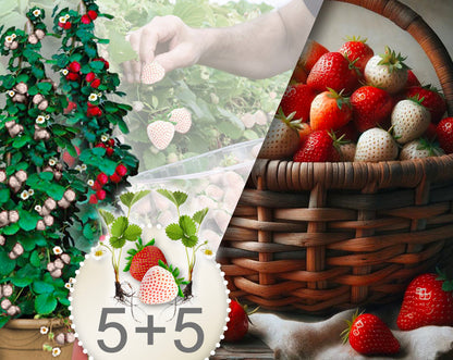 Rote und weiße Klettererdbeeren (Packung mit 10 Pflanzen mit Torf)