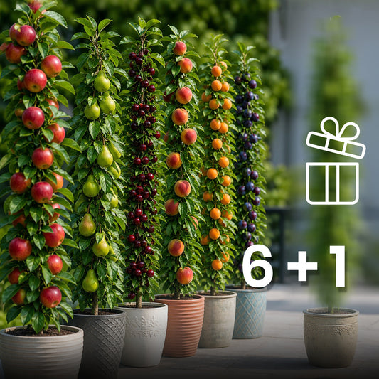 Assortiment composé de 6 + 1 arbres fruitiers colonnaires