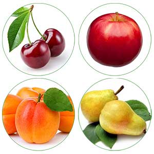 Set von 4 Säulenobstbäumen (1 Birnbaum, 1 Aprikosenbaum, 1 Kirschbaum, 1 Apfelbaum)