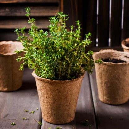 Plantes Aromatiques Goûts audacieux