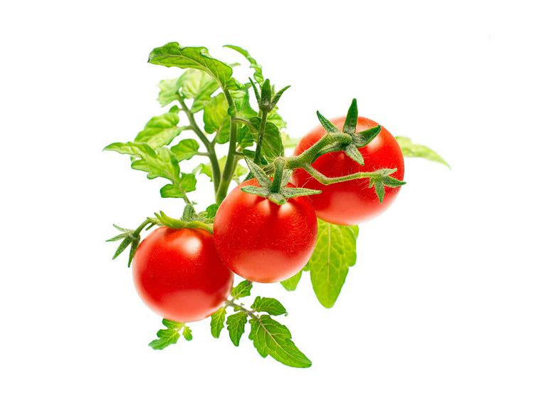 100 % Bio-Tomaten-Set