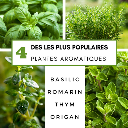 Plantes Aromatiques Goûts audacieux