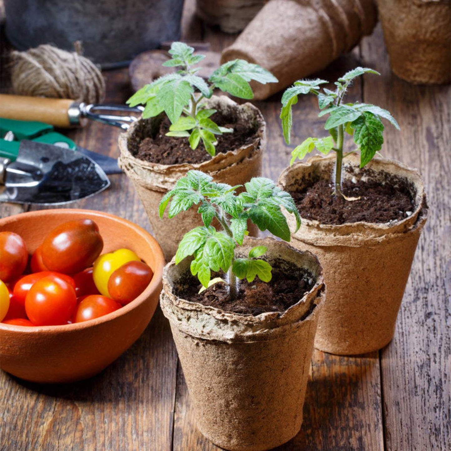 Kirschtomaten Bunte Köstlichkeiten