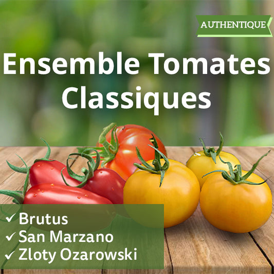 Ensemble Tomates Classiques